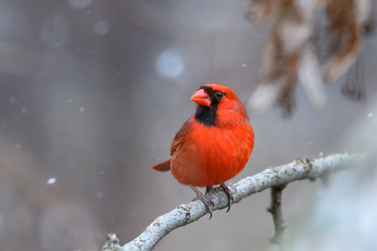 Northern Cardinal - ML528412051