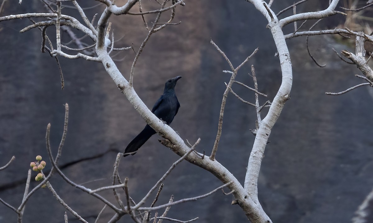 Neumann's Starling - ML528412341