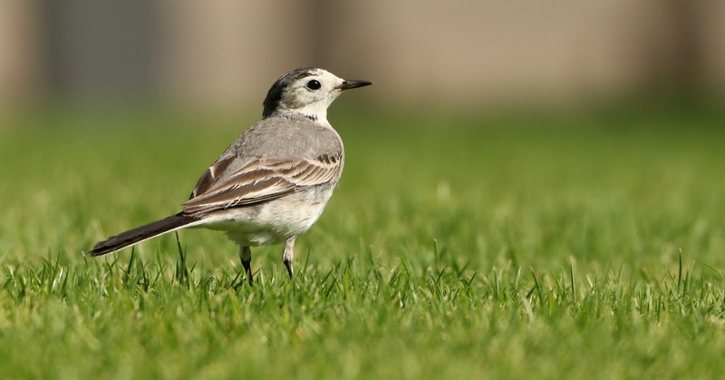 White Wagtail - ML528413061