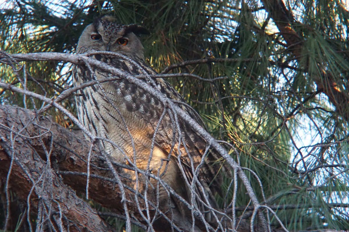 Eurasian Eagle-Owl - ML528413241