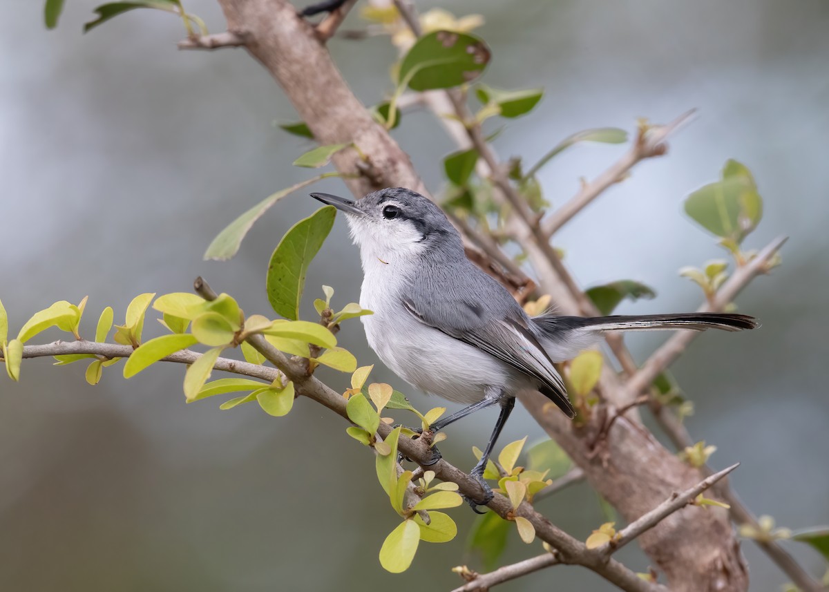 Tropical Gnatcatcher - ML528413461