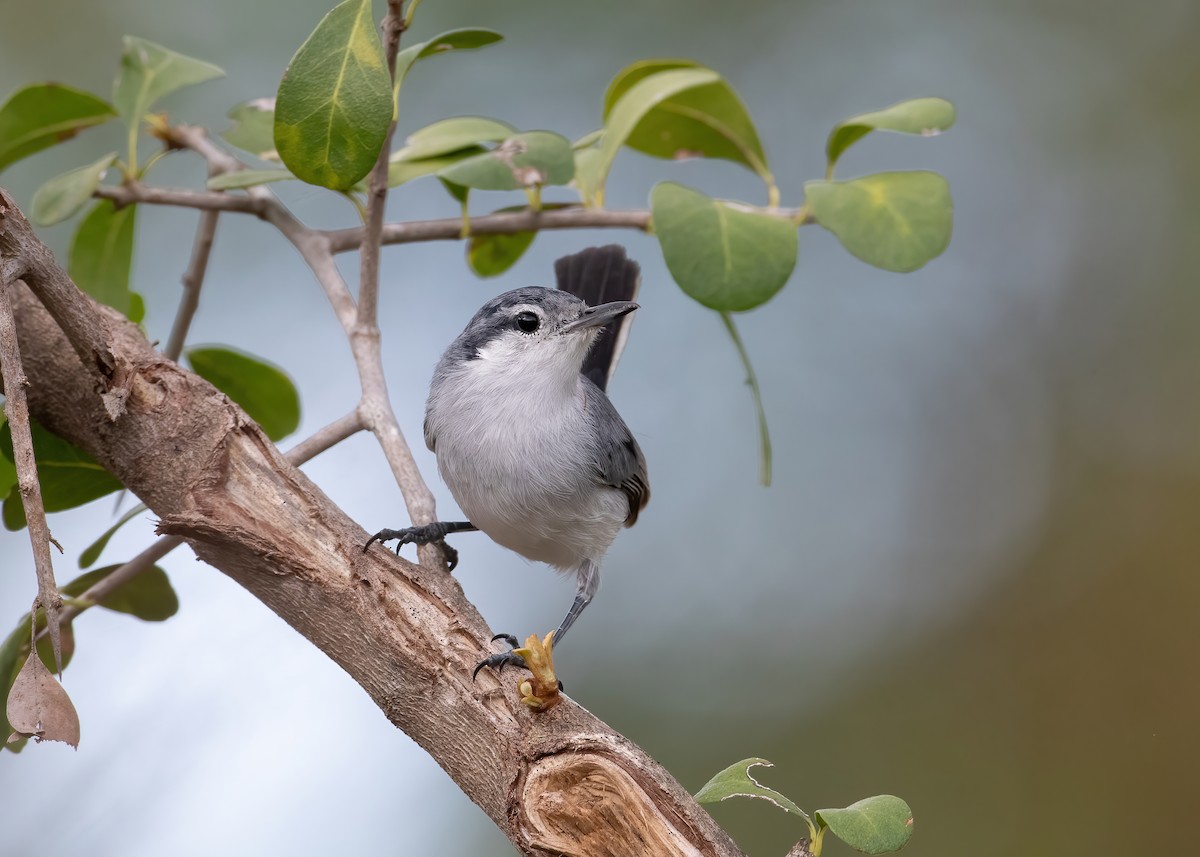 Tropical Gnatcatcher - ML528413481