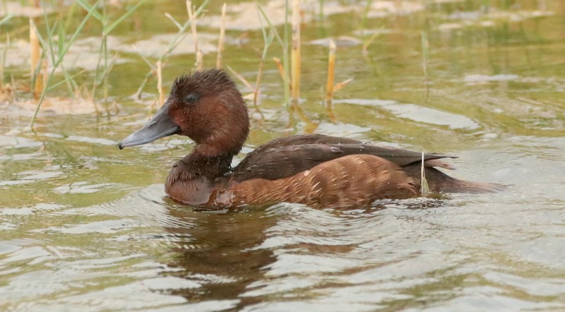 Ferruginous Duck - ML528414191