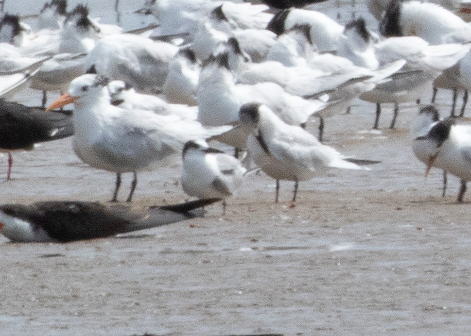 Common Tern - ML528414251