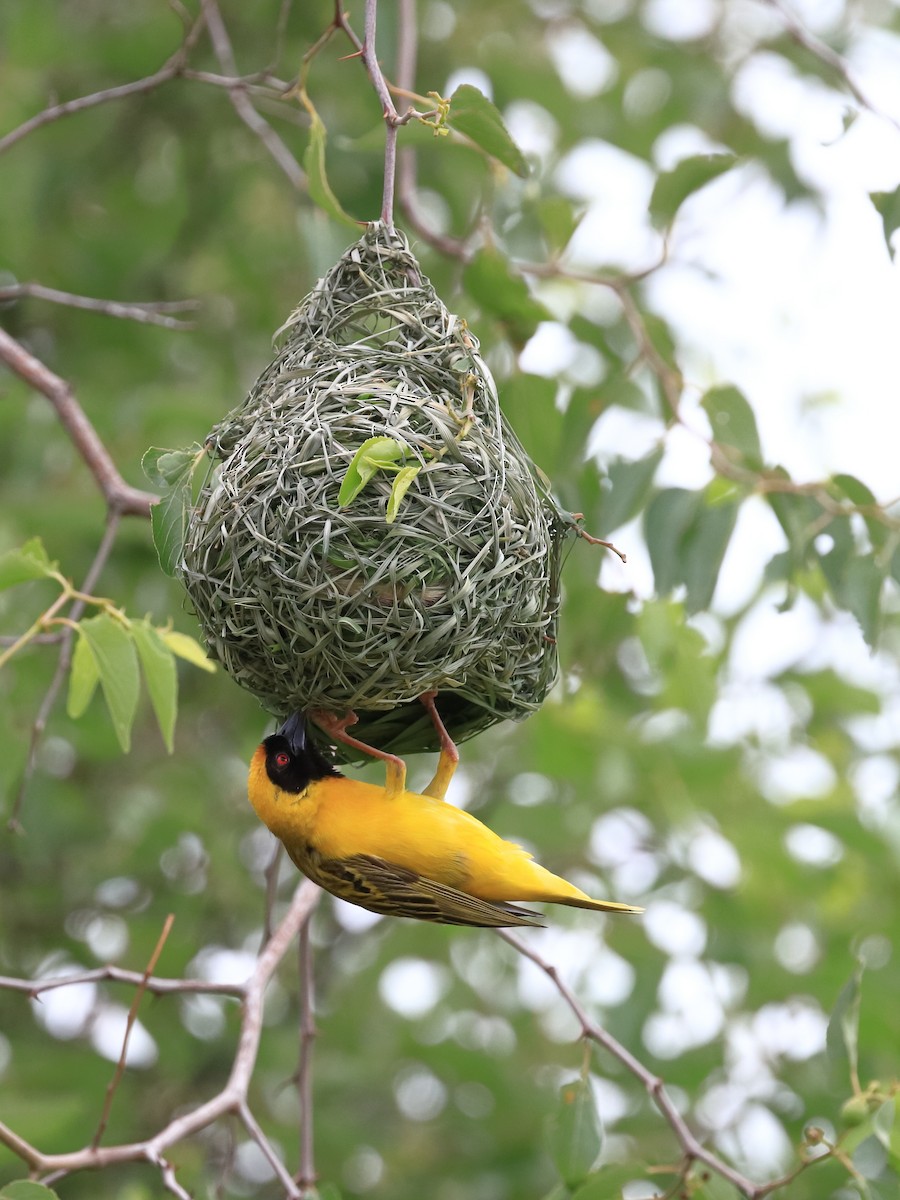 Southern Masked-Weaver - Phil Stouffer