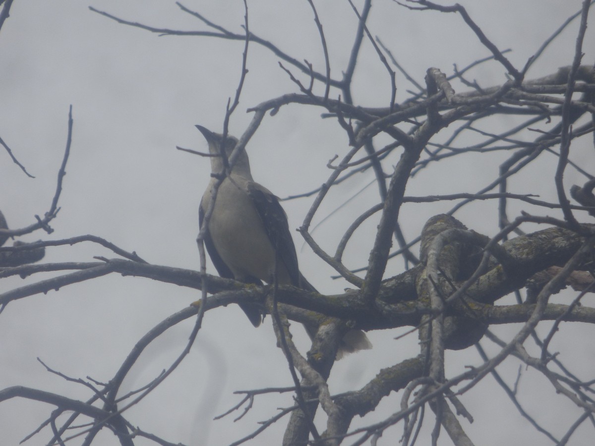 Tropical Mockingbird - Luis Mieres Bastidas