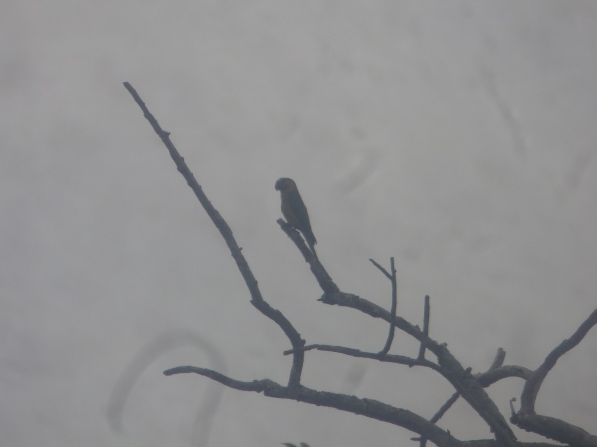 Brown-throated Parakeet - Luis Mieres Bastidas