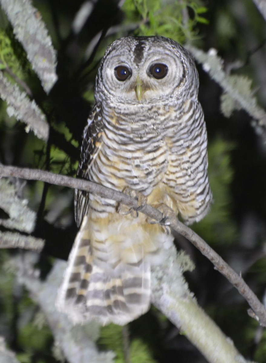 Chaco Owl - ML528415911