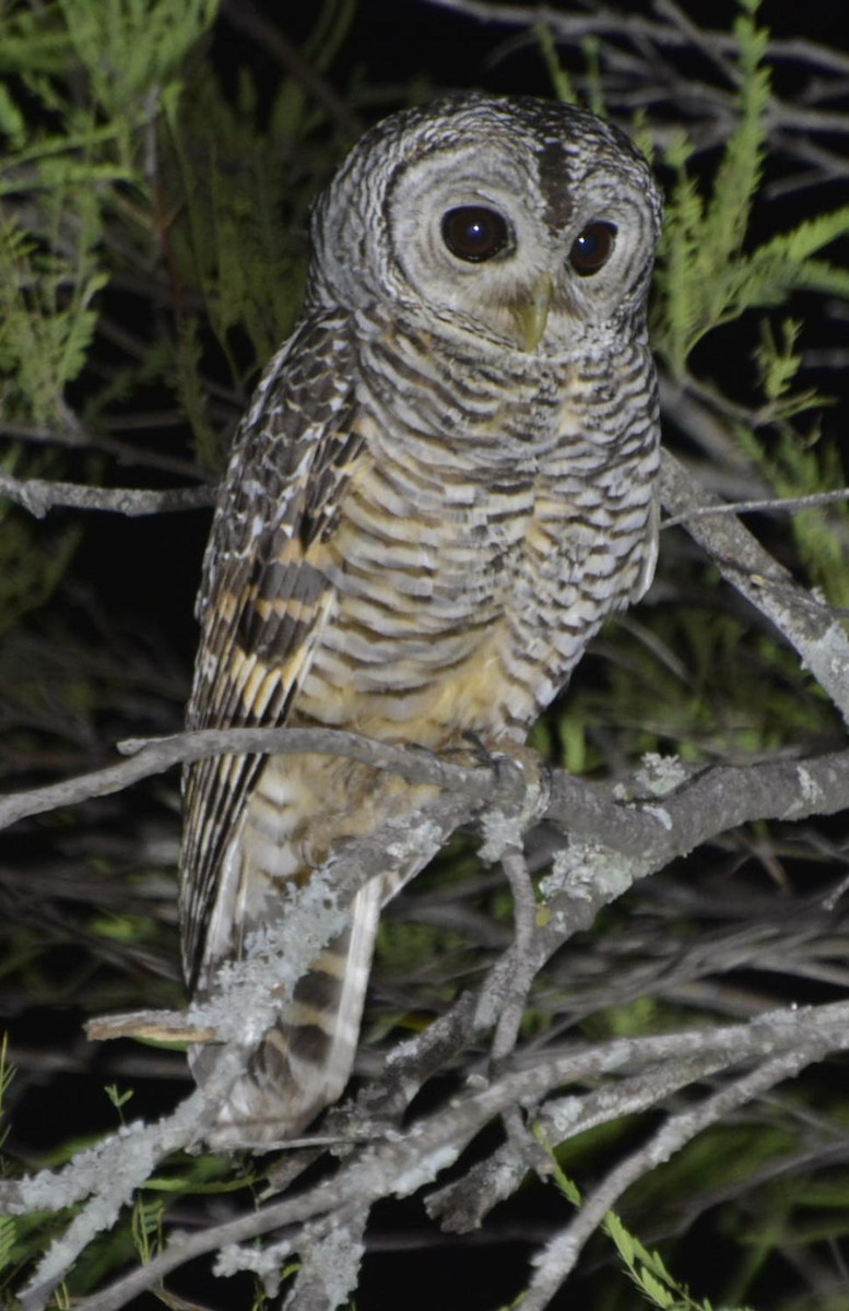 Chaco Owl - ML528415921