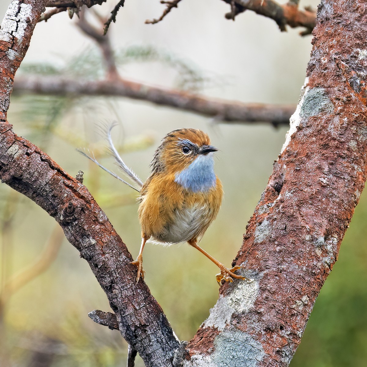 Southern Emuwren - ML528416781