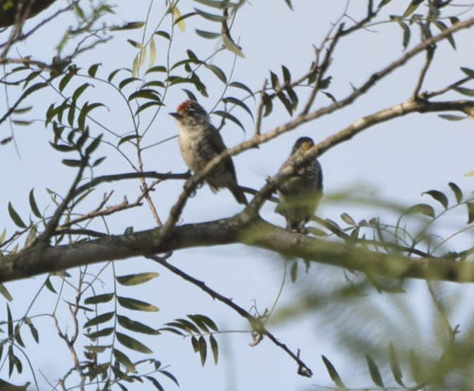 White-barred Piculet - ML528417021