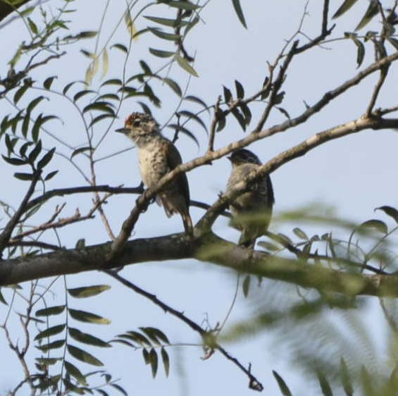 White-barred Piculet - ML528417031