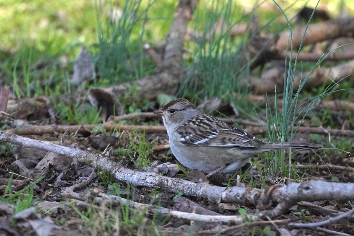 Bruant à couronne blanche - ML528417461