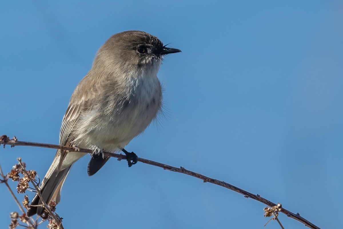 Eastern Phoebe - ML528417481