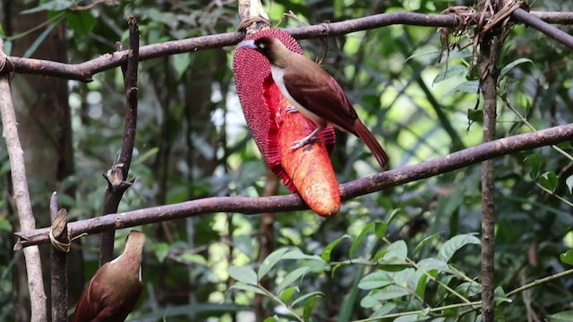 Lesser Bird-of-Paradise - ML528418271