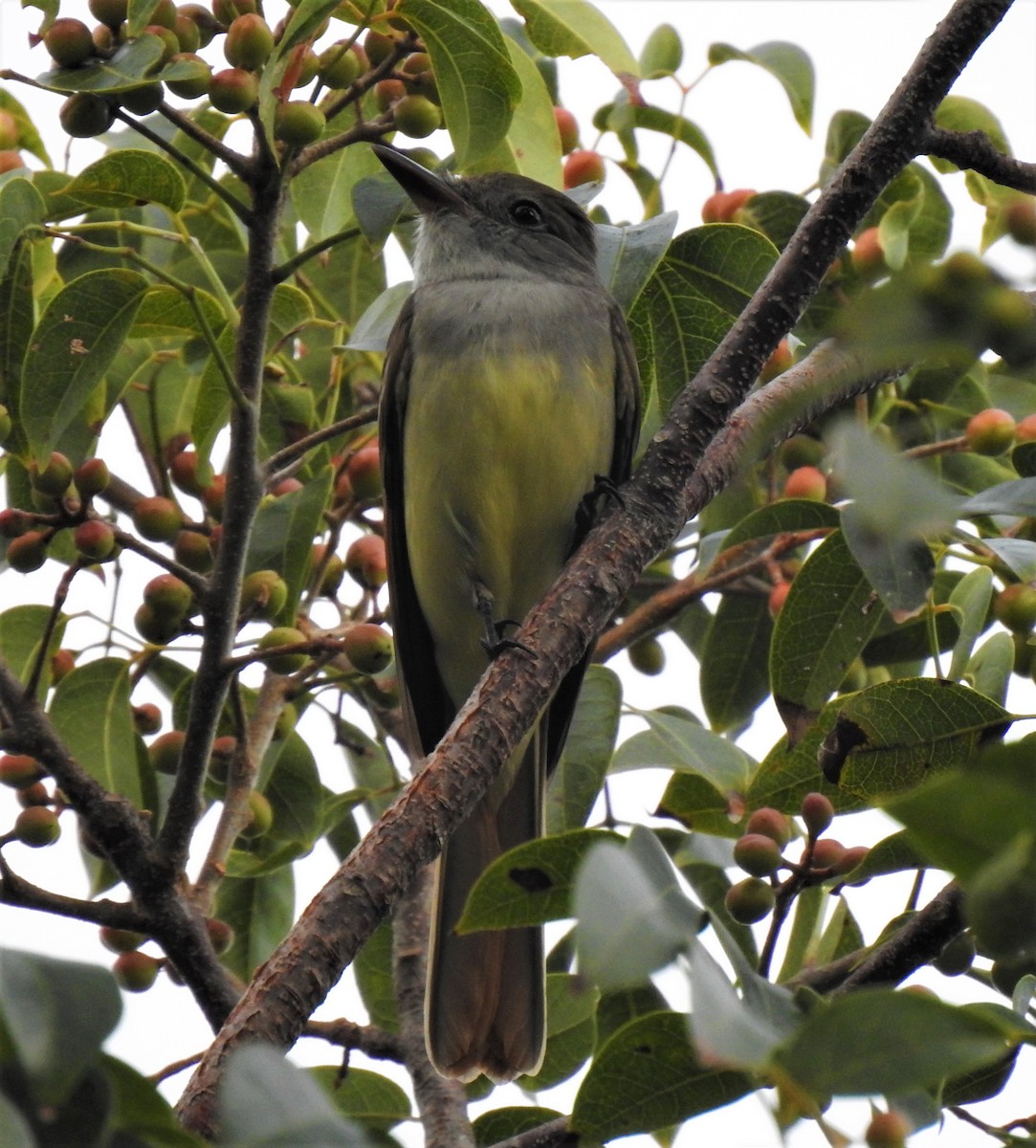 Great Crested Flycatcher - ML528421681