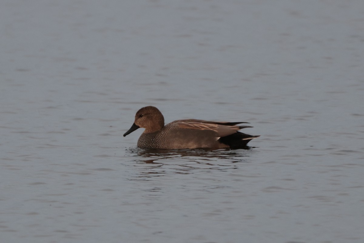 Gadwall - ML528423091