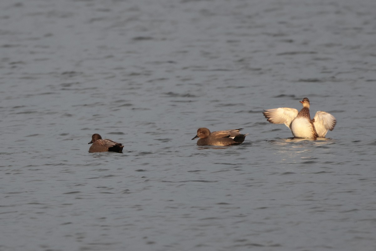 Gadwall - ML528423131