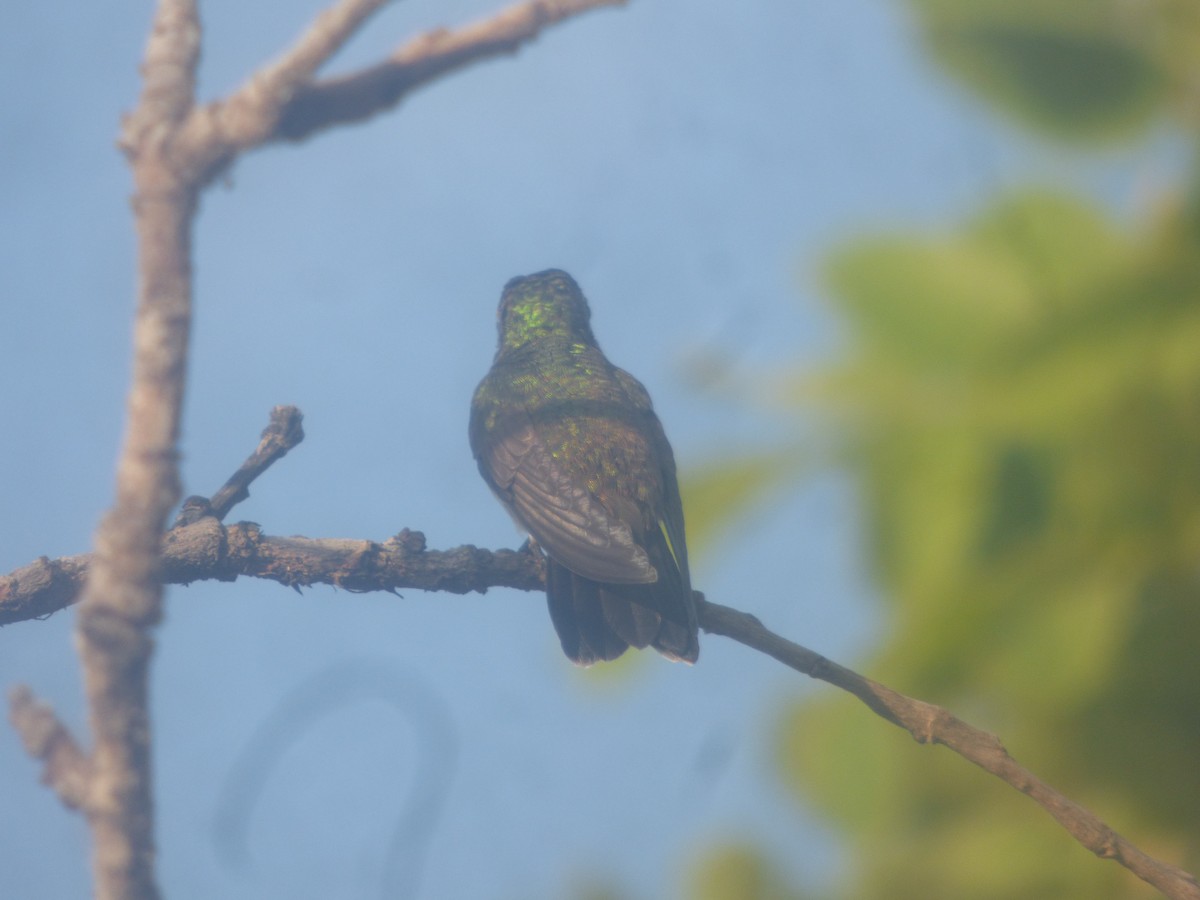 Glittering-throated Emerald - ML528423691