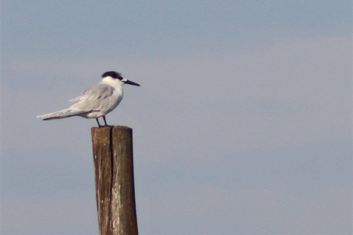 Sandwich Tern - ML528423791