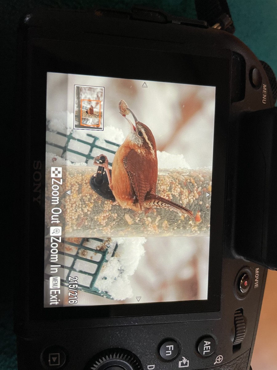 Carolina Wren - ML528423811