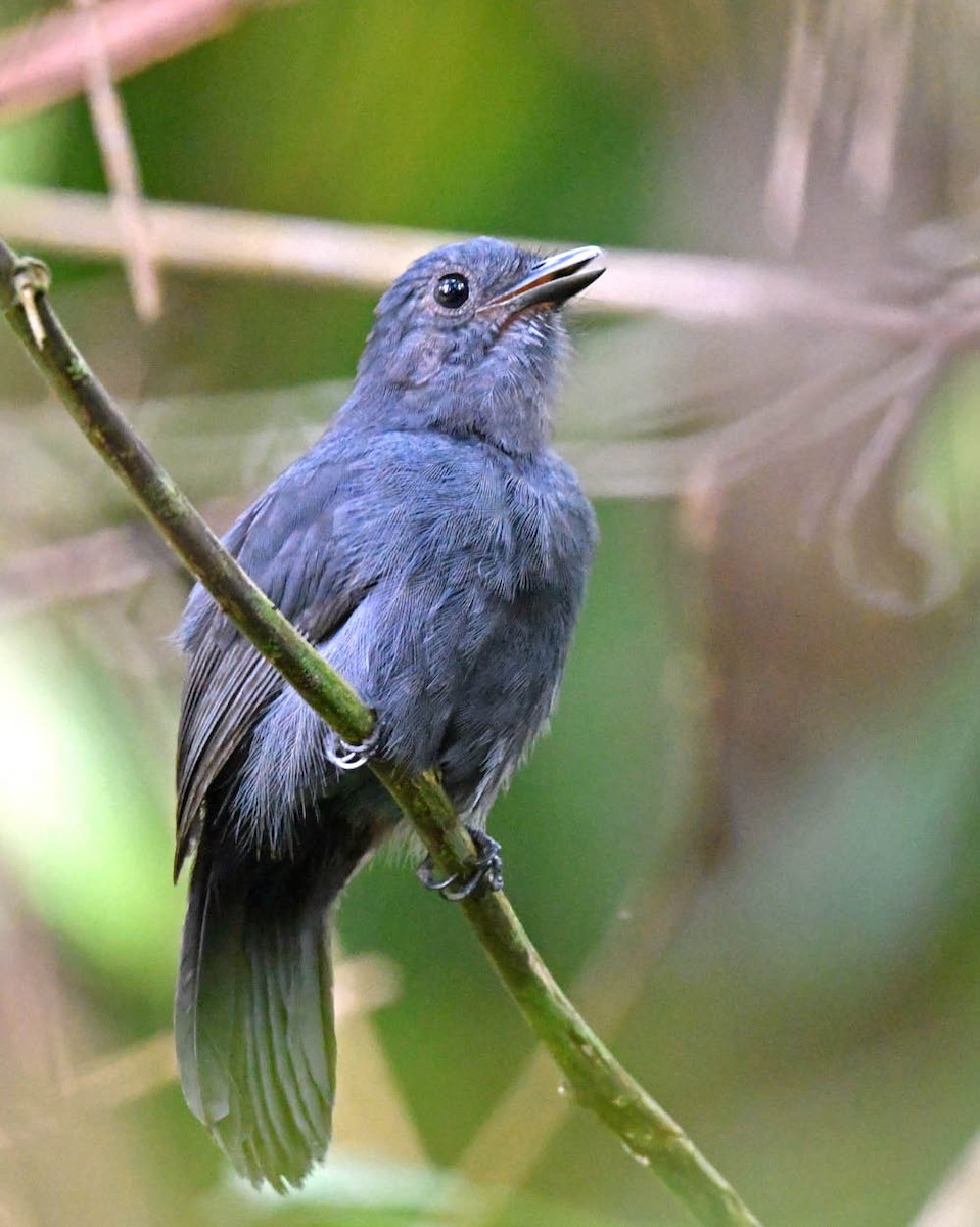 Bluish-slate Antshrike - ML528427731