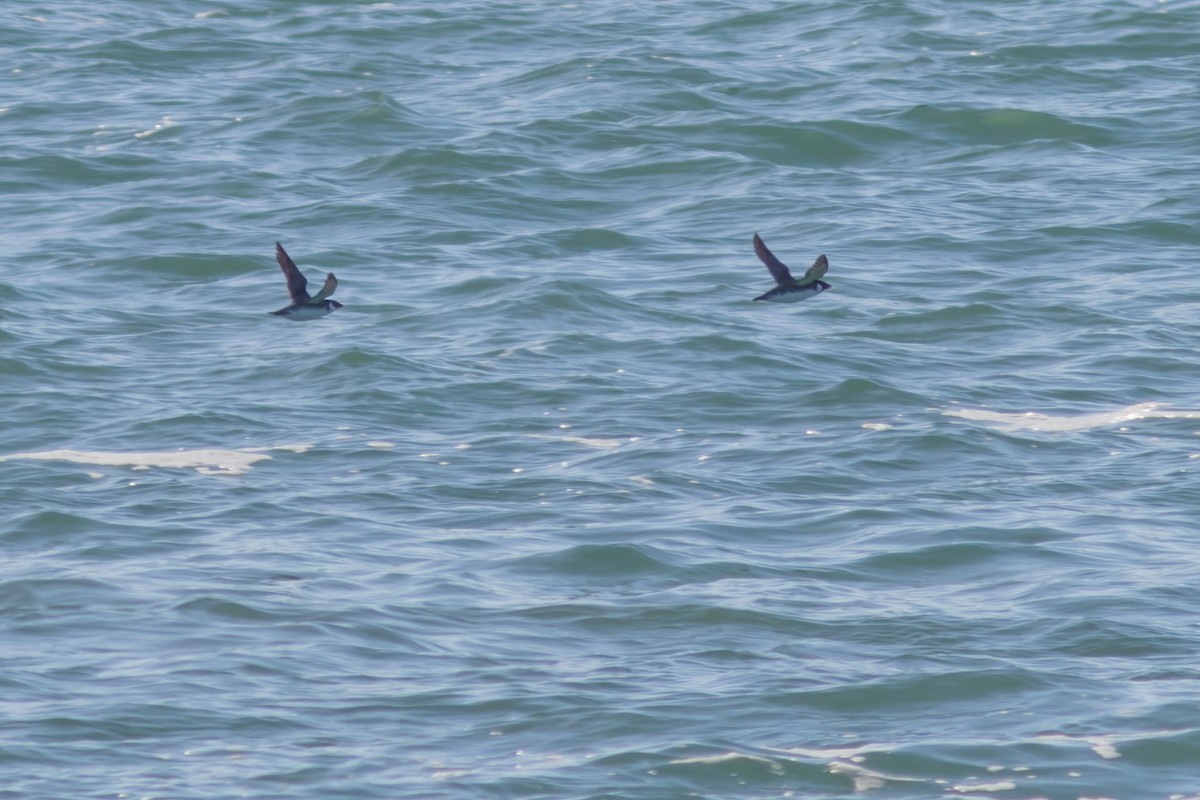 Guillemot à cou blanc - ML528427891