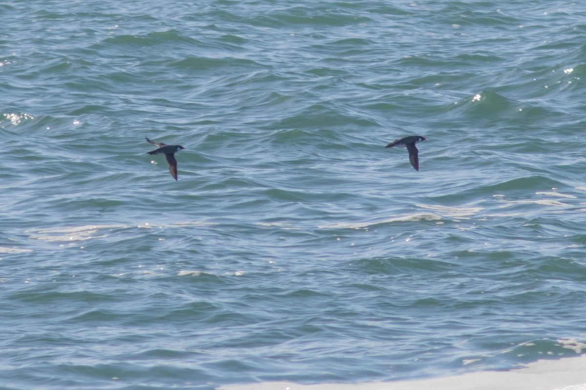 Guillemot à cou blanc - ML528427901