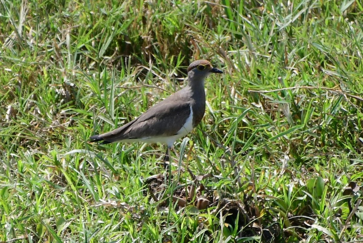 Brown-chested Lapwing - ML528429001