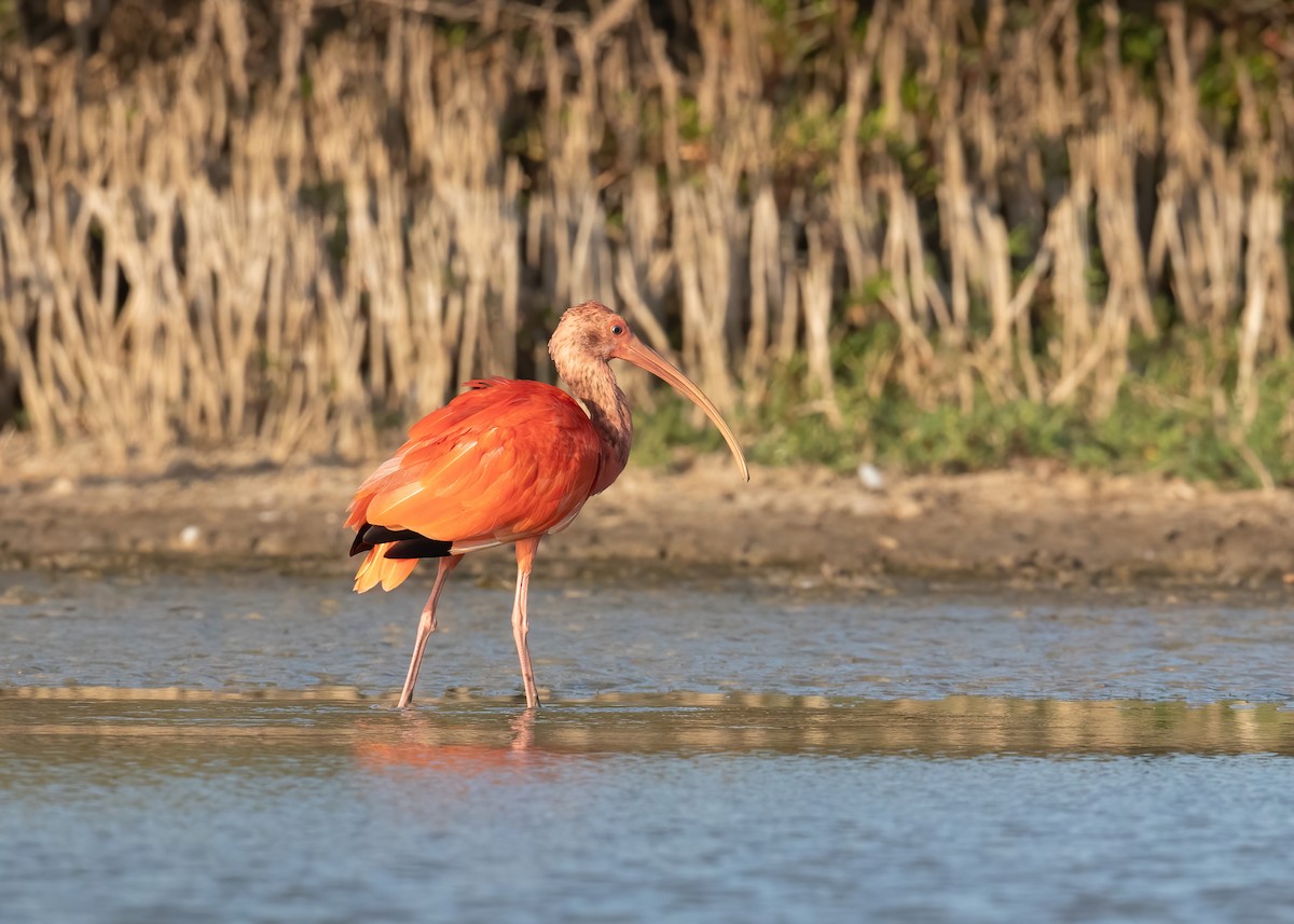 White x Scarlet Ibis (hybrid) - Andre Moncrieff