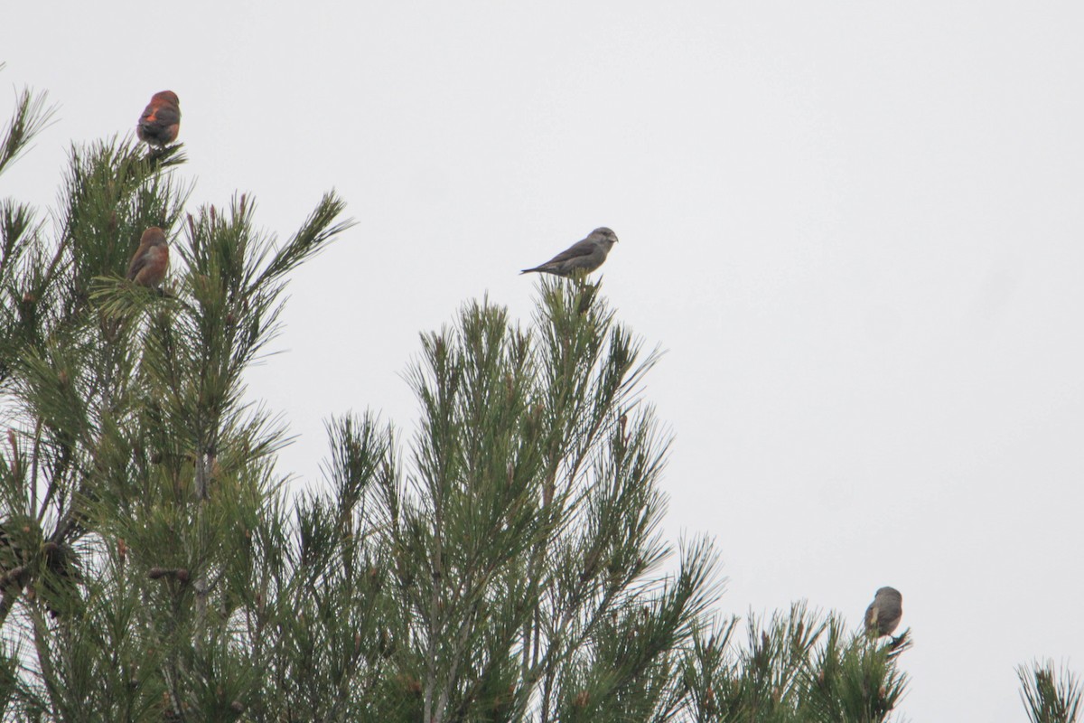 Bec-croisé des sapins - ML528430431