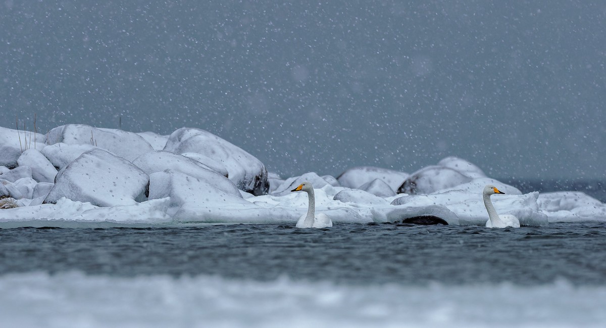 Whooper Swan - ML528431831