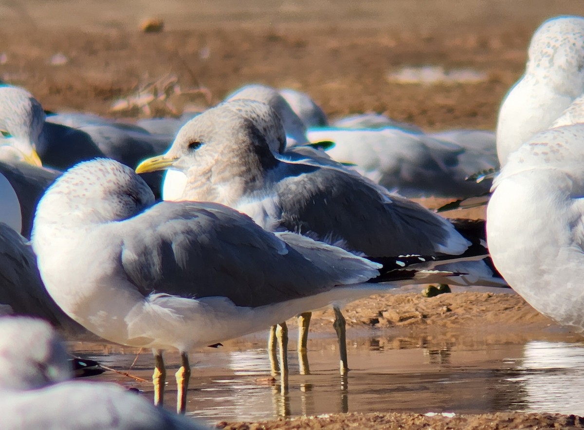 Short-billed Gull - ML528431921