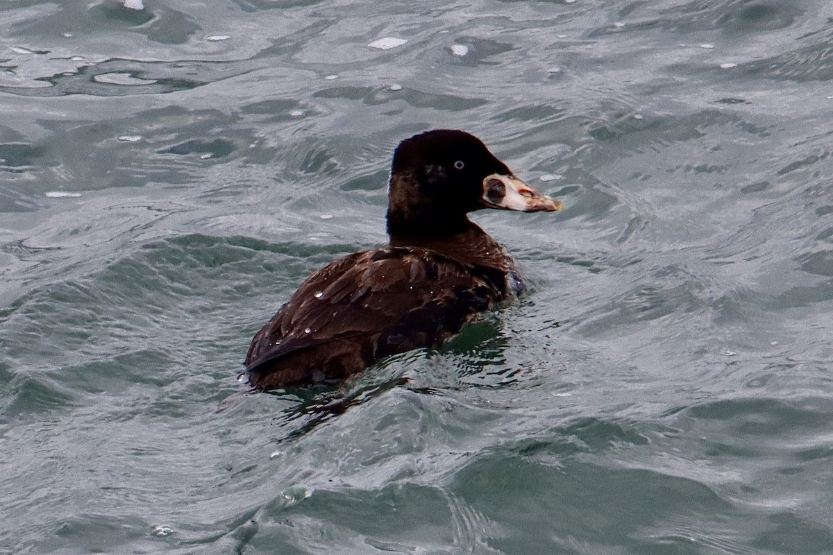 Surf Scoter - ML528432231