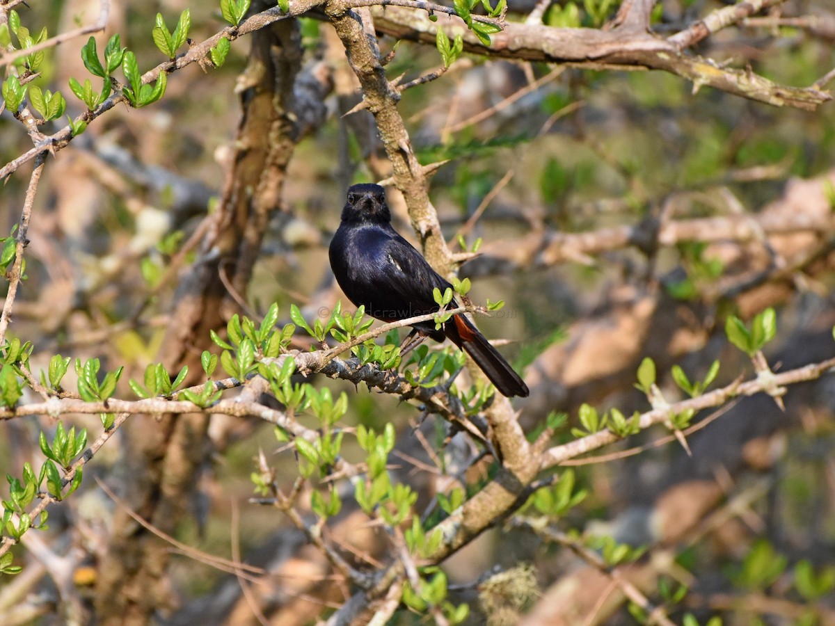 Indian Robin - ML52843281