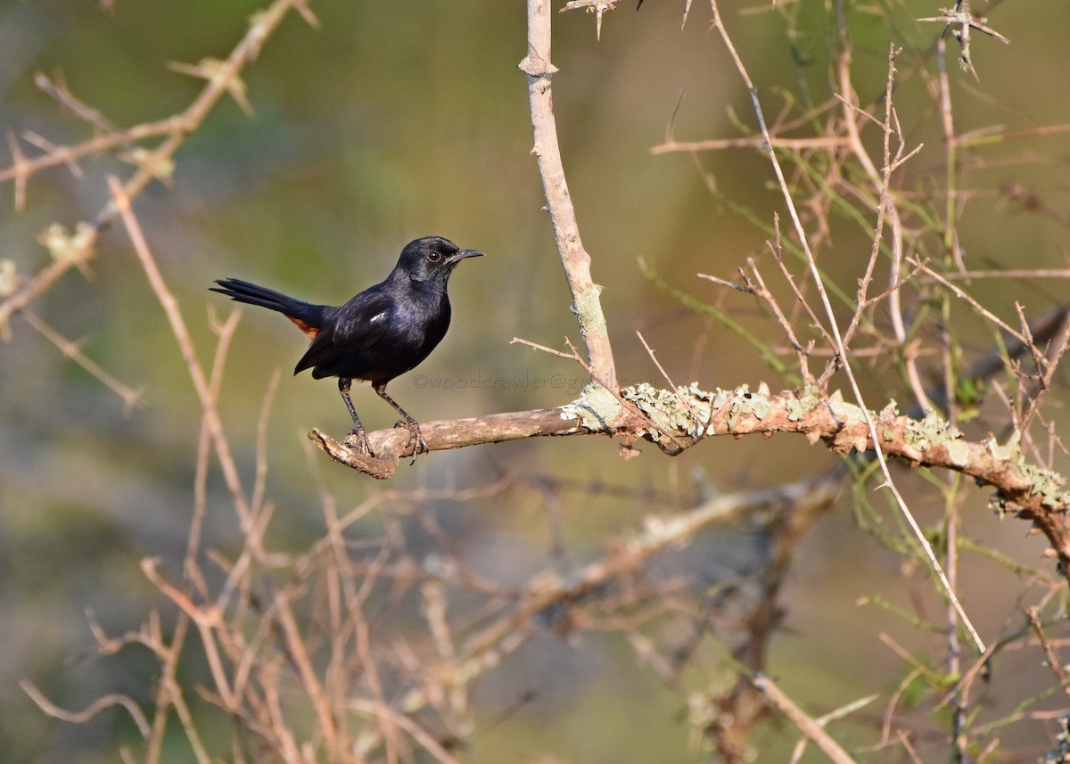 Indian Robin - ML52843291