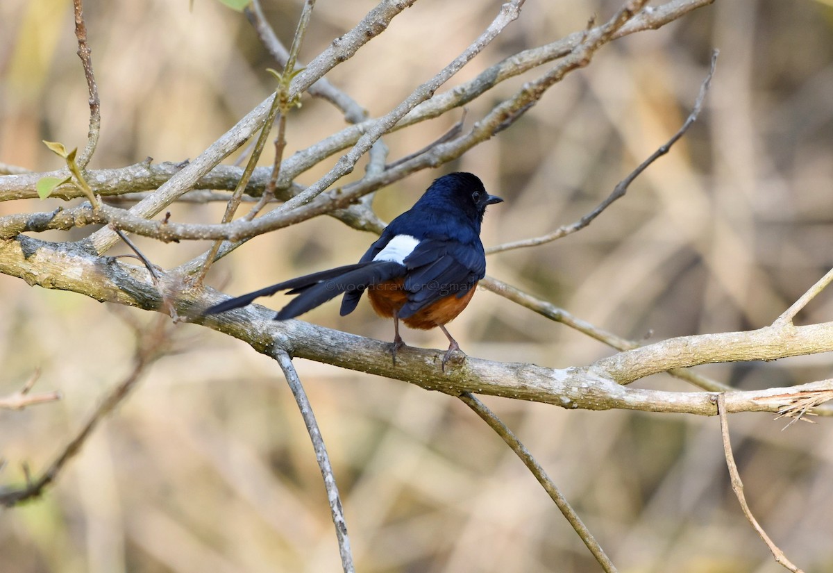 White-rumped Shama - Rajesh Radhakrishnan