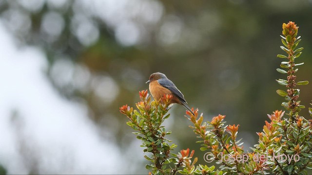 Rufous-browed Conebill - ML528433981