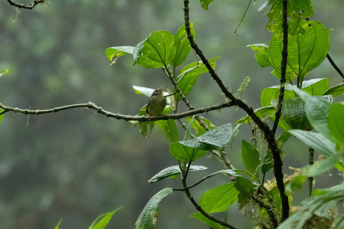 costaricaparula - ML528434901