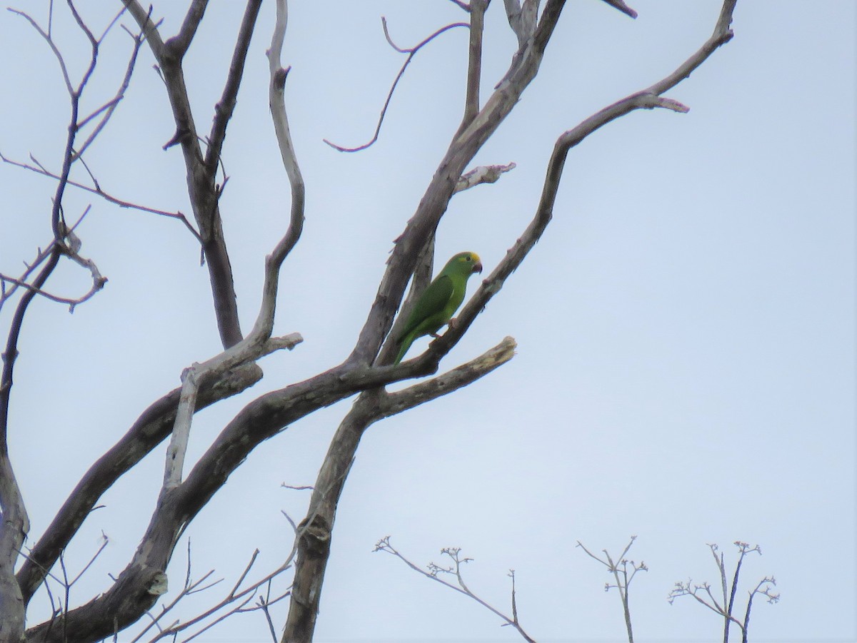 Tui Parakeet - ML528435081