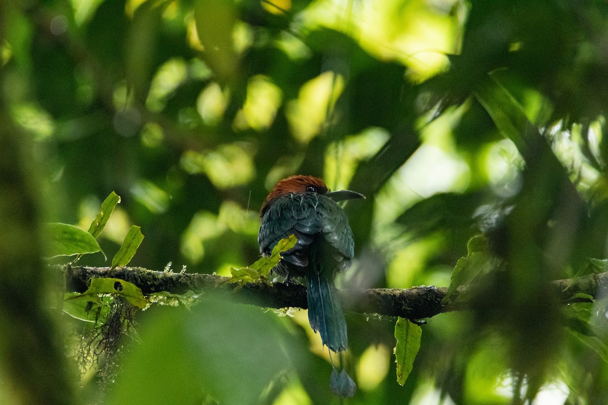 brednebbmotmot - ML528435301