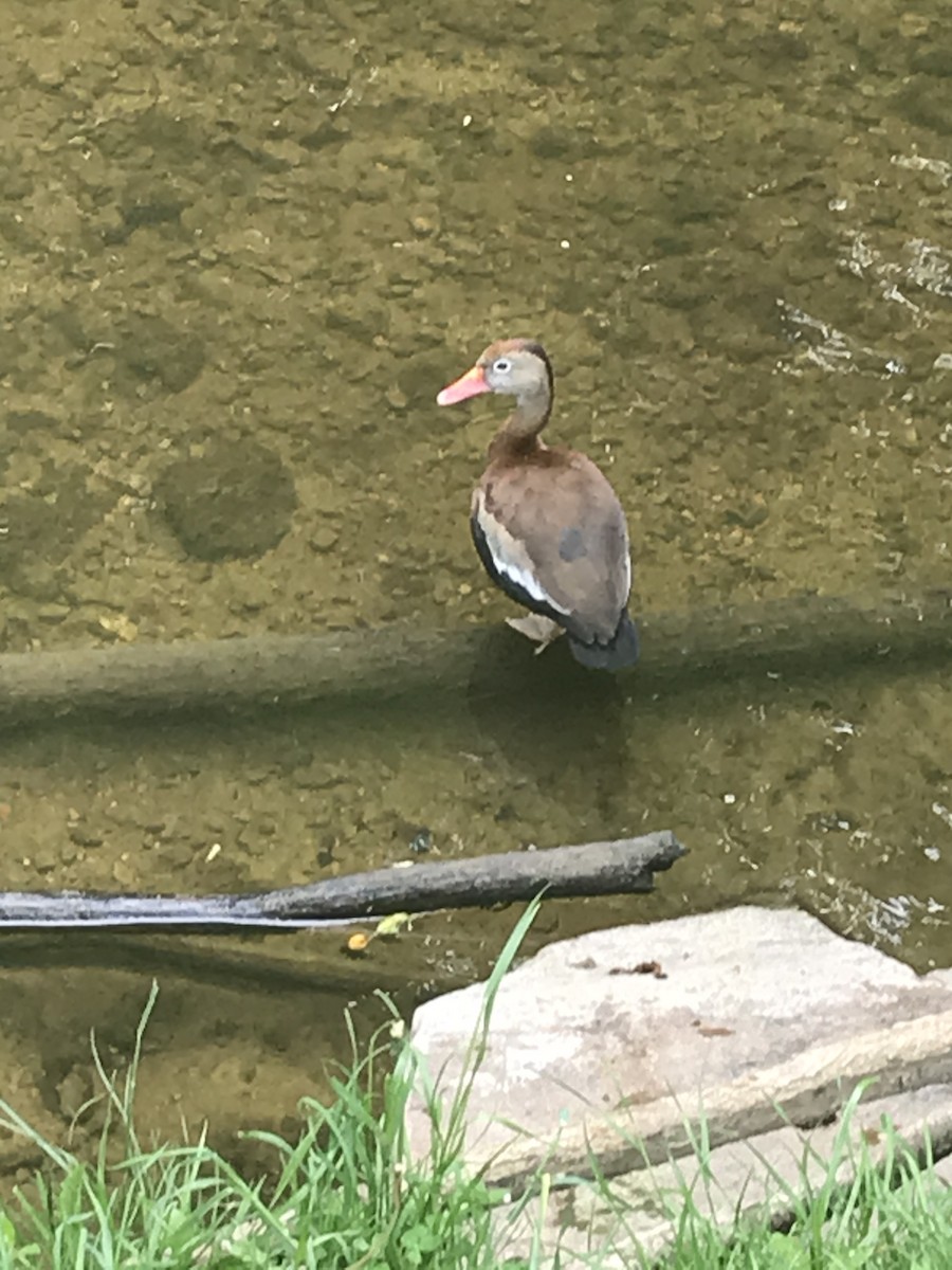 Black-bellied Whistling-Duck - ML528435561