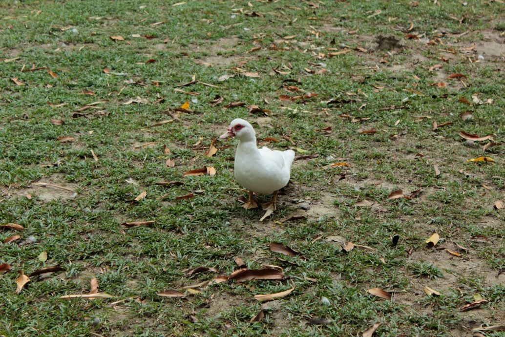 Muscovy Duck (Domestic type) - ML528435901