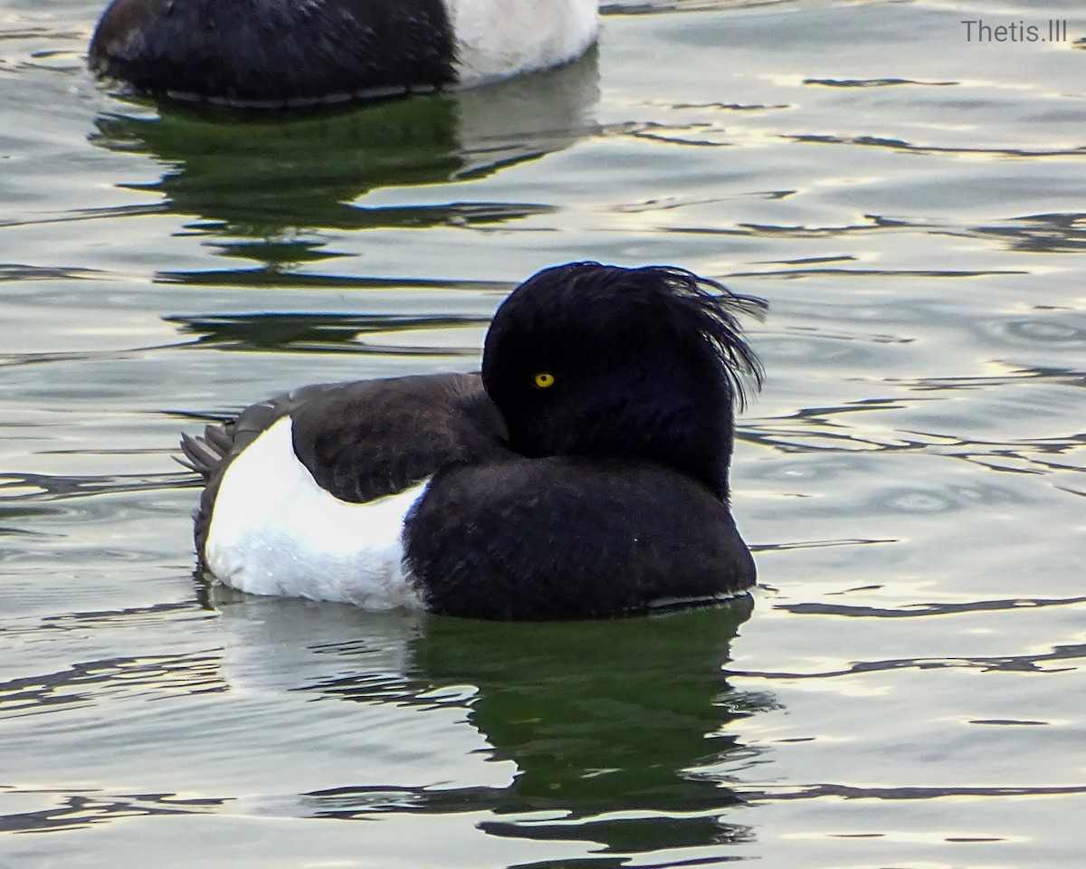 Tufted Duck - ML528436221
