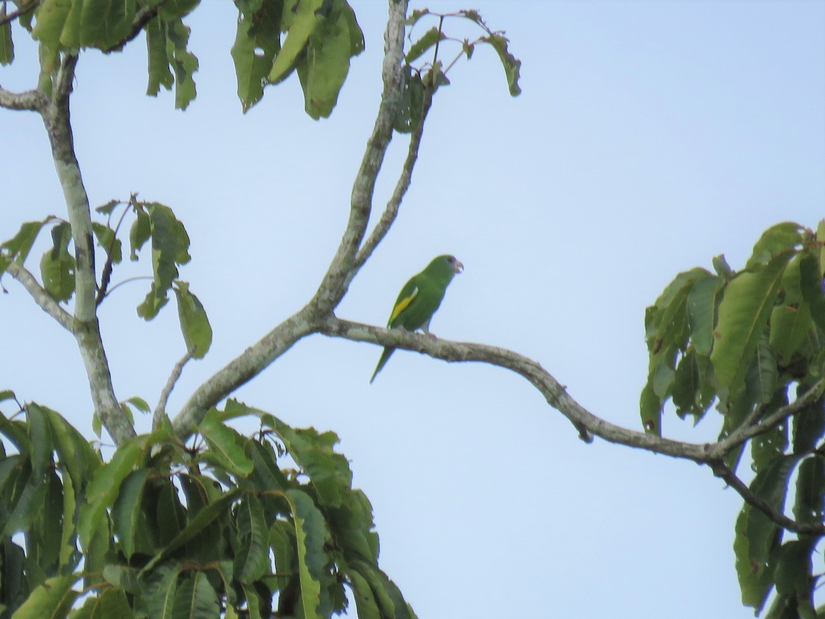 White-winged Parakeet - Blaise RAYMOND