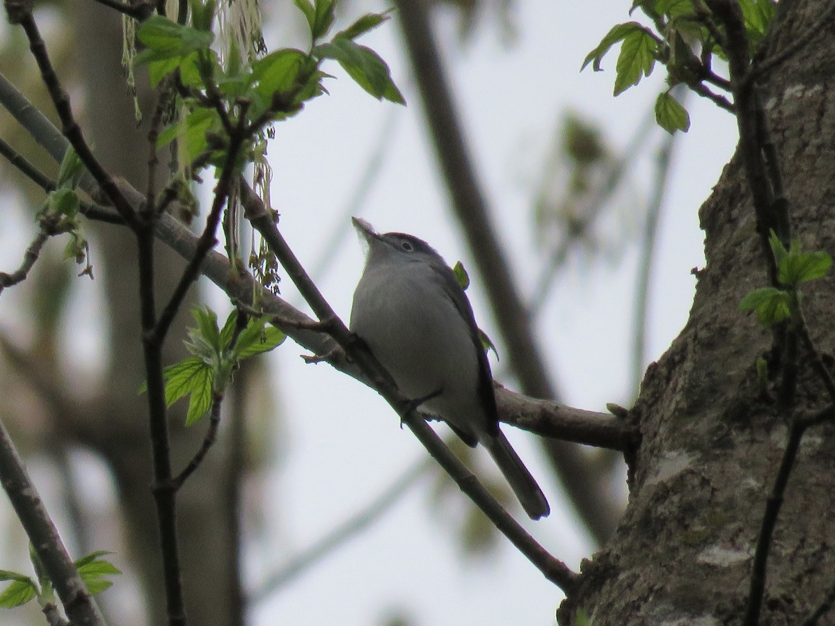 Blue-gray Gnatcatcher - ML52843711