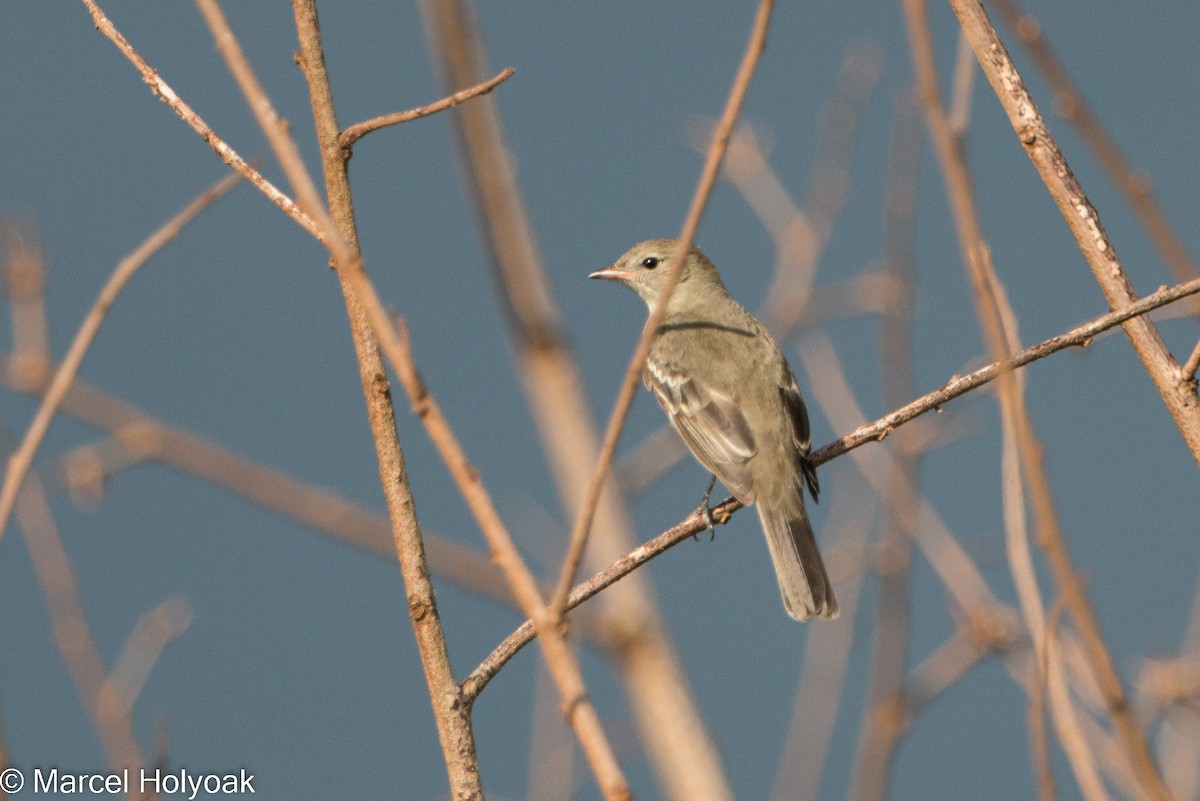 Plain-crested Elaenia - ML528437521