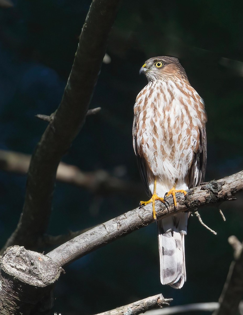 Sharp-shinned Hawk - ML528439271