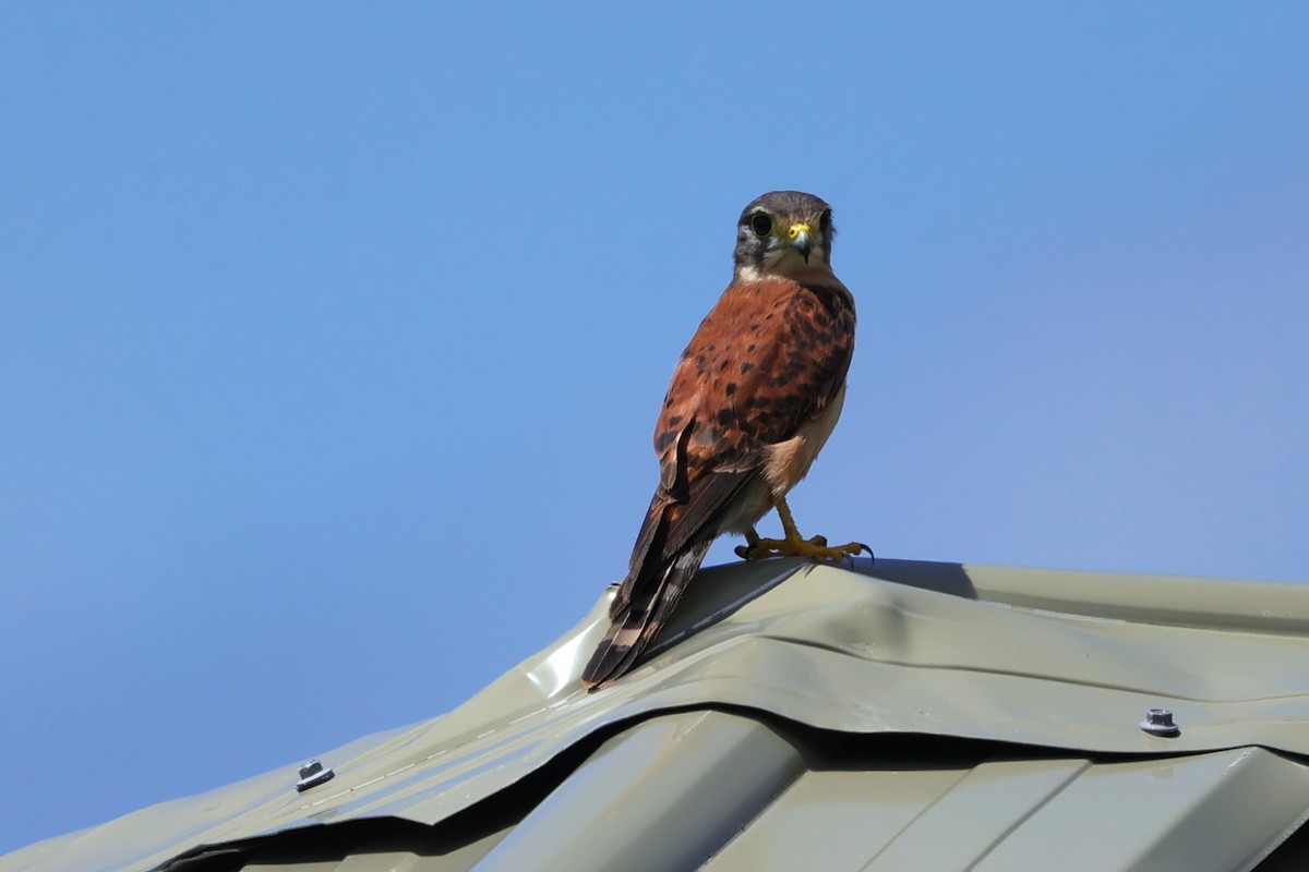 Seychelles Kestrel - ML528439351