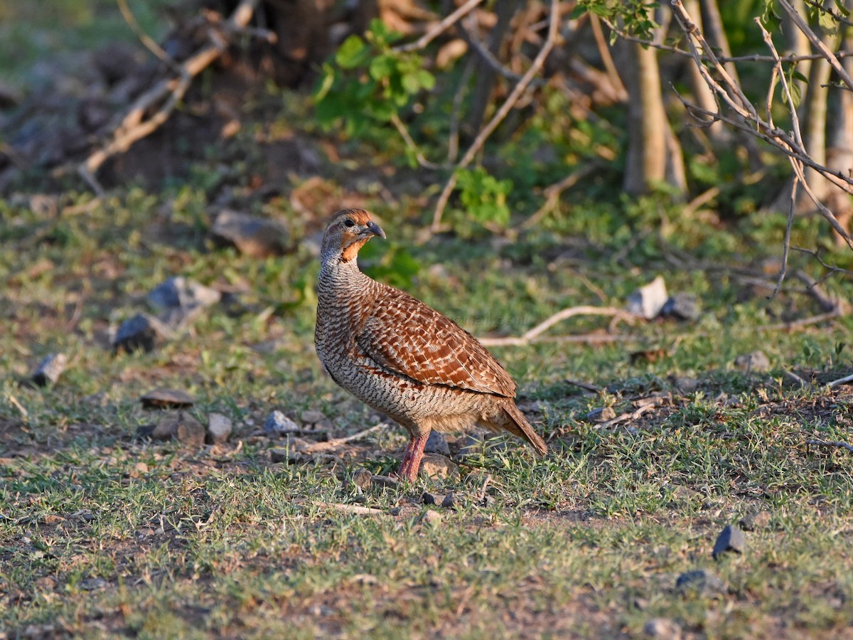 Gray Francolin - ML52844011